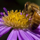 Illustration for article titled Bees love caffeine just as much as we do